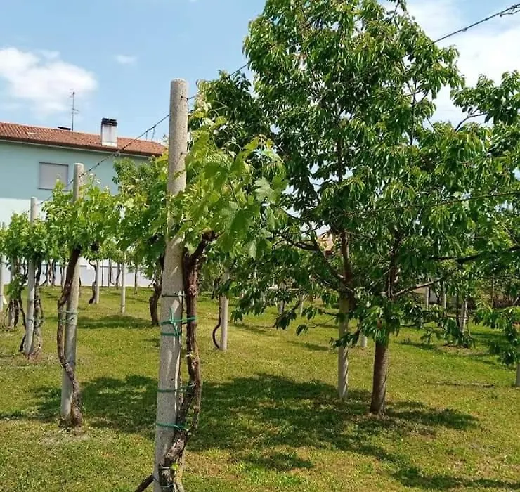 La Cjase di Pieri e Vilme-1